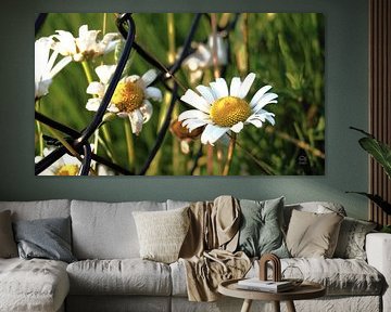 Frieden hinter dem Zaun. In Blumen illustrativ.