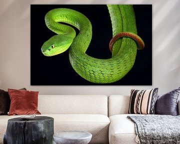 Witlipbamboeadder (Trimeresurus albolabris) van Ronald Pol