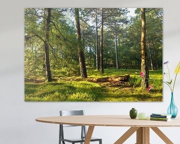Zonsopkomst Dwingelderveld (Drenthe) van Marcel Kerdijk