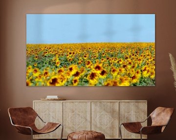Zonnebloemen
