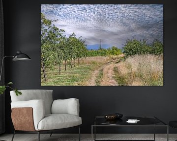 Servië : Pruimenbomen van Photoart-Naegele