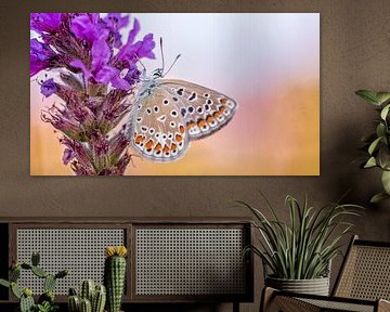 Schmetterling