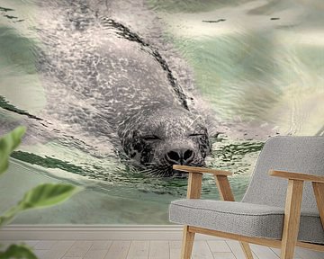 Zwemmen op zijn zeehondjes