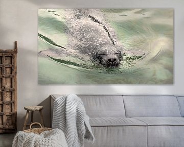 Swimming on his seals