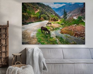 Grazend vee in de berm van een bergweg in de Heilige Vallei, Peru van Rietje Bulthuis