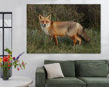 Vos (Vulpes vulpes) van Ronald Pol