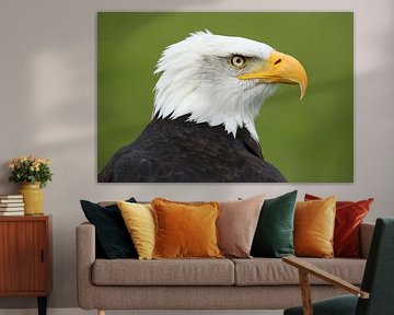 Bald Eagle (Haliaeetus leucocephalus) by Ronald Pol