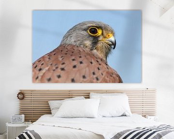 Torenvalk (Falco tinnunculus) van Ronald Pol