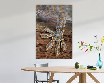 Tokay Gecko (Gekko gecko) by Ronald Pol