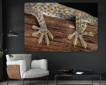 Tokay Gecko (Gekko gecko) by Ronald Pol