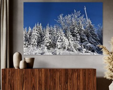 Une forêt enneigée après la tempête sur Claude Laprise