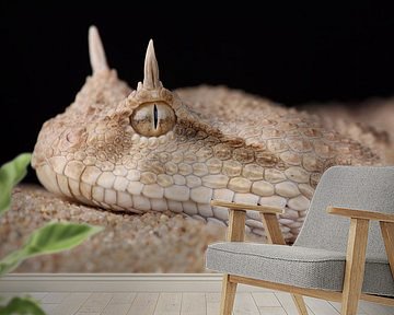 Hoornadder (Cerastes cerastes) van Ronald Pol