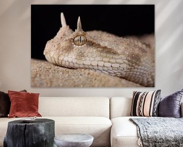 Hoornadder (Cerastes cerastes) van Ronald Pol