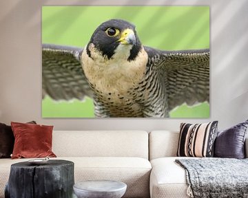 Slechtvalk (Falco peregrinus) van Ronald Pol