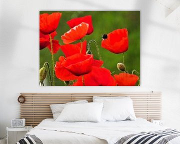 Winkende Mohnblumen von Anja Oosterwaal Fine Art Fotografie