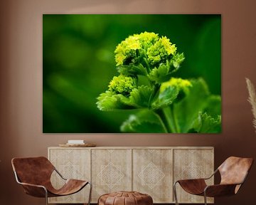 A Touch Of Yellow sur wimke247