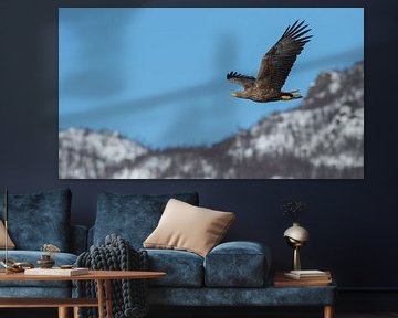 Svolvaer - Bald Eagle by Peter Le Fevre