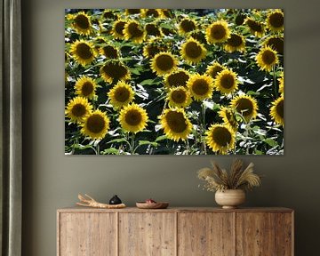 A field of sunflower flowers in summer by Claude Laprise