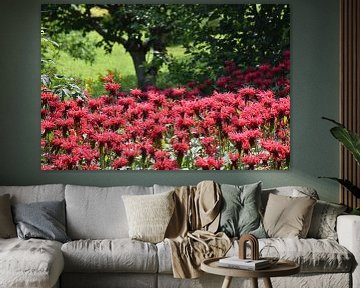 Flowering baldweed in the garden by Claude Laprise