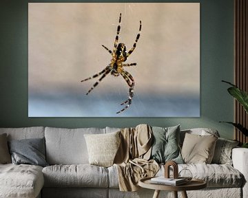 Underside of a spider by Gerard de Zwaan