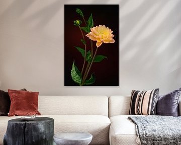 Dahlia orange