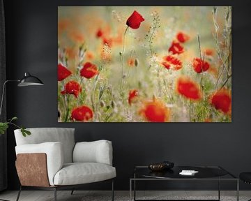 poppies by Els Fonteine