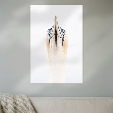 Recht in de ogen aankijken.