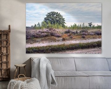 De heide in regenboogkeuren