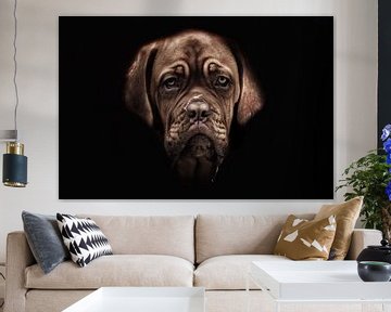Bordeaux dog pup van tathiana Brussel