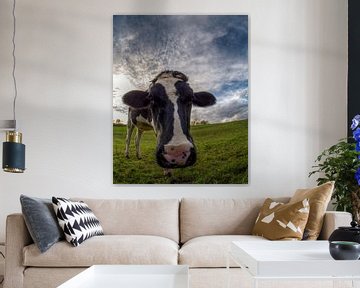 Cow by Carina Buchspies