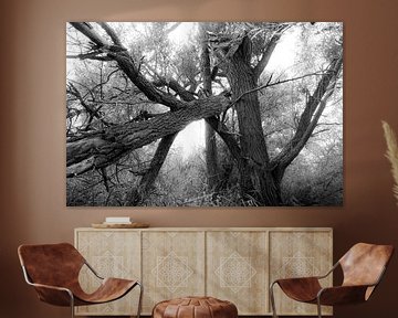 Broken tree by Dwight Antierens
