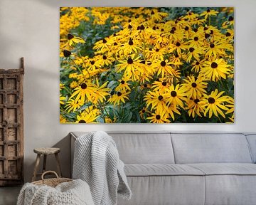 Rudbeckia by Richard Wareham