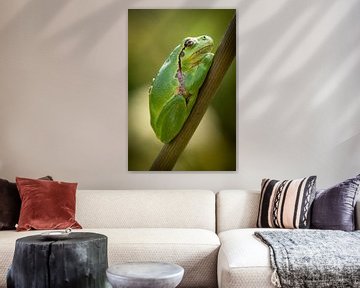 Laubfrosch von Gerrit van de Velde