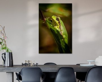 Laubfrosch von Gerrit van de Velde