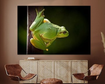 Laubfrosch von Gerrit van de Velde