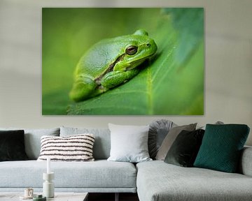 Laubfrosch von Gerrit van de Velde