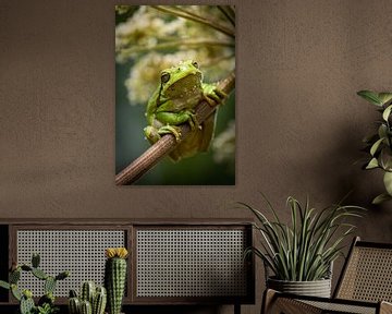 Laubfrosch von Gerrit van de Velde