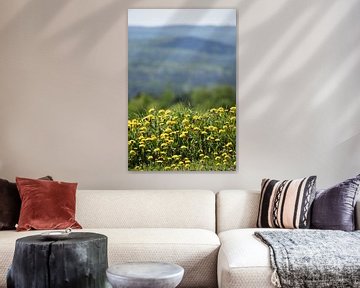 A field of wildflowers by Claude Laprise