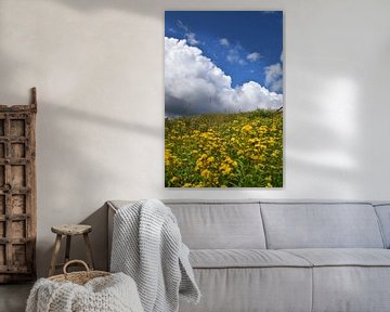 A field of wildflowers by Claude Laprise
