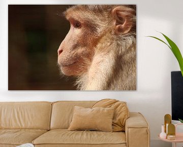 Profil d'un singe sur Augenblicke im Bild