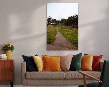Discover nature in a wooded area in Emsland, Lower Saxony, Germany