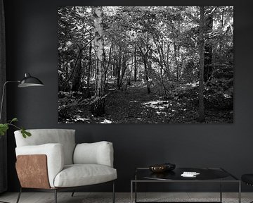 Discover nature in a wooded area in Emsland, Lower Saxony, Germany