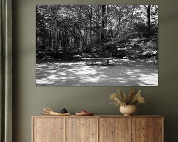 Discover nature in a wooded area in Emsland, Lower Saxony, Germany
