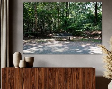 Discover nature in a wooded area in Emsland, Lower Saxony, Germany