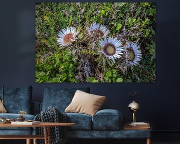 Zilveren distel van Photoart-Naegele