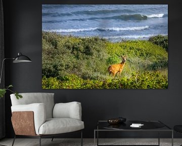 Een hert in de duinen van Domburg van Danny Bastiaanse