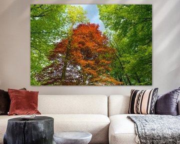 Rotbuche in einem grünen Wald von Sjoerd van der Wal Fotografie