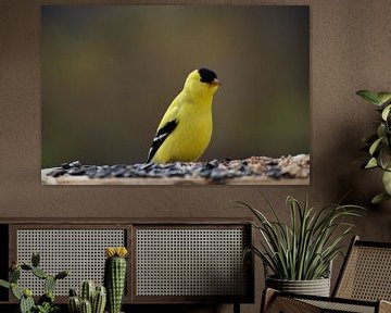 A goldfinch bird at the feeder by Claude Laprise