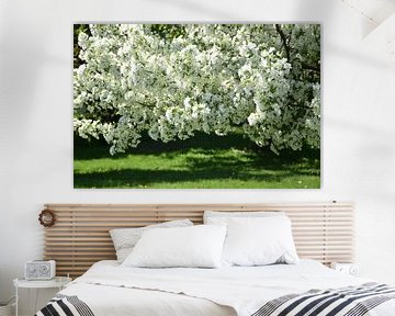 Een appelboom in bloei in het park van Claude Laprise