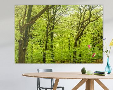 Hêtres verts dans une forêt au printemps sur Sjoerd van der Wal Photographie